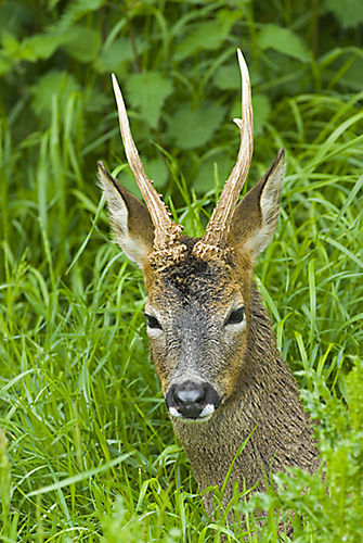 Roe Deer (Capreolus capreolus) buck. Surrey, England